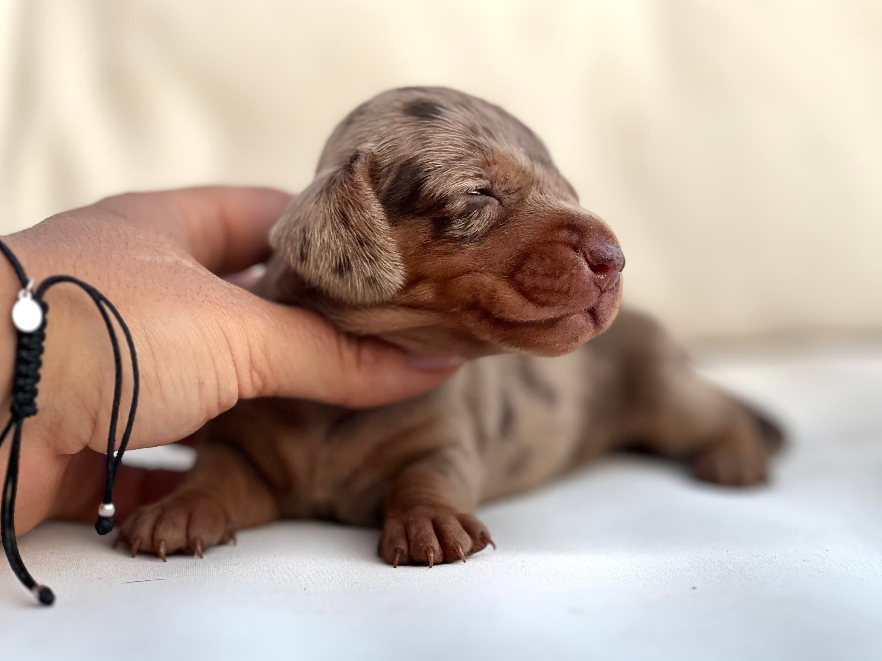 Preciosa hembrita de Teckel arlequina chocolate