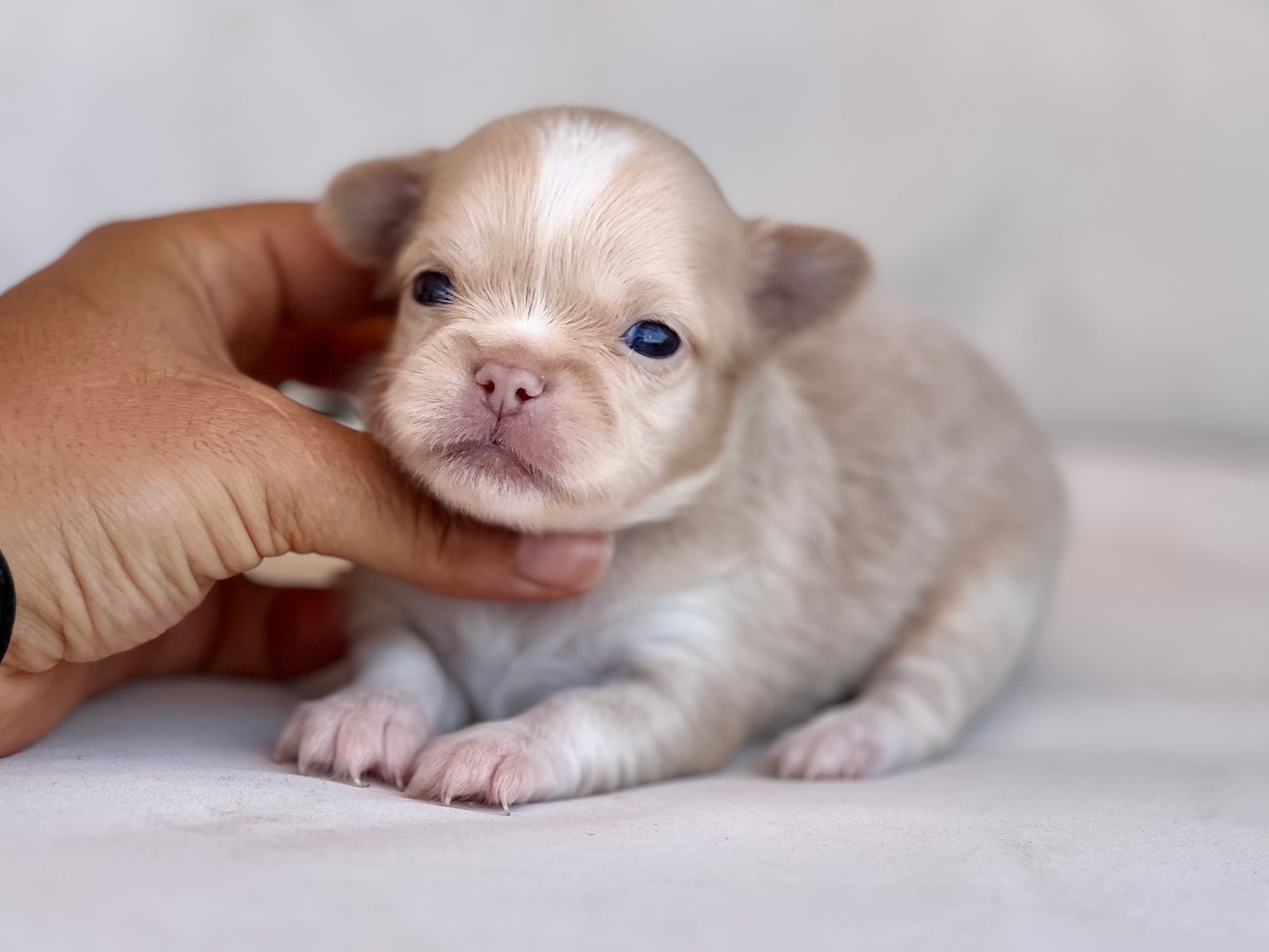 Exclusivo chihuahua crema de pelo largo