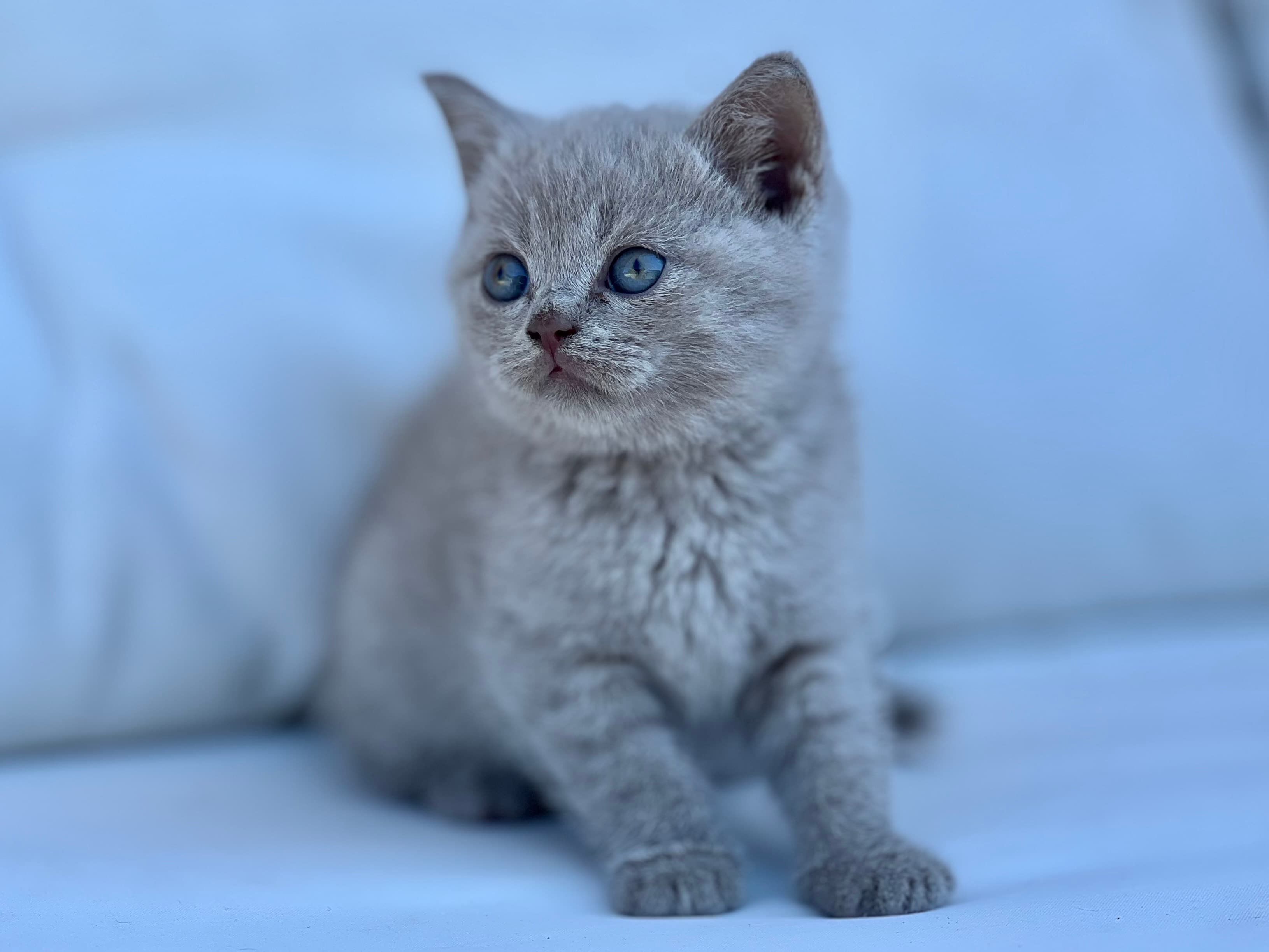 BRITISH SHORTHAIR LILAC