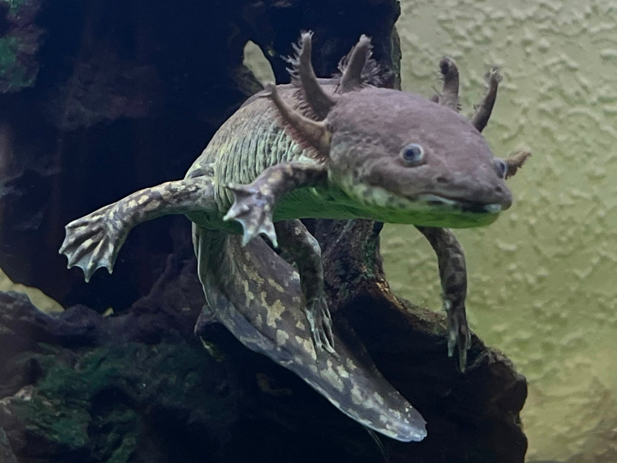 Ajolotes