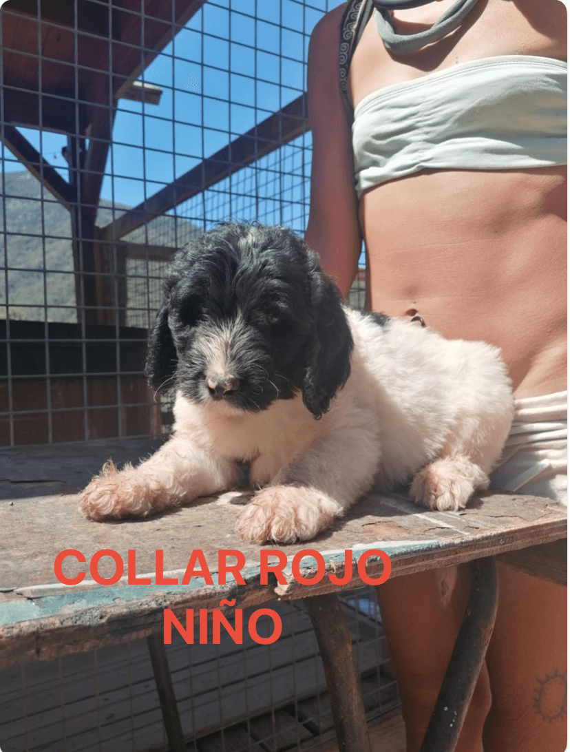 PRECIOSOS CACHORROS LABRADODDLE