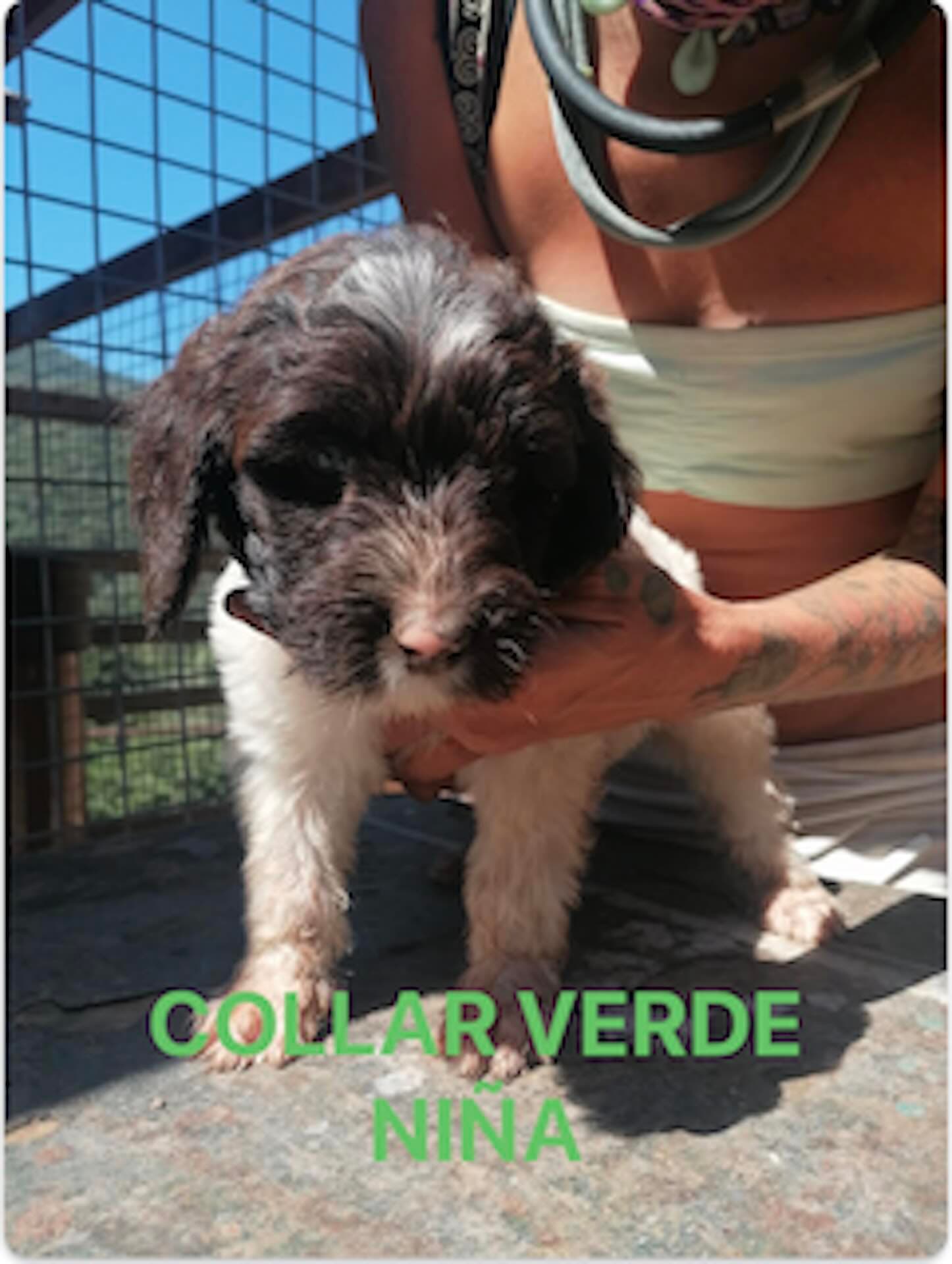 PRECIOSOS CACHORROS LABRADODDLE