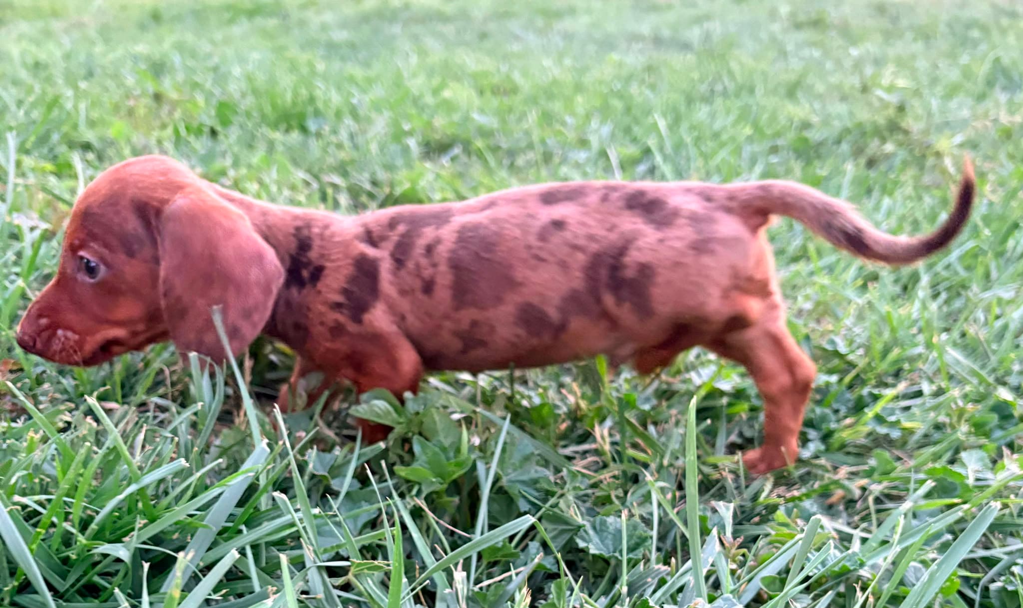 Cachorro Teckel Kaninchen
