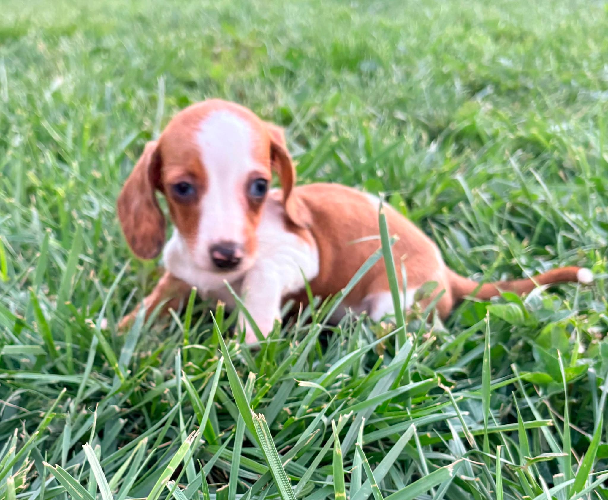 Cachorro hembra teckel Kaninchen Merle chocolate con blanco
