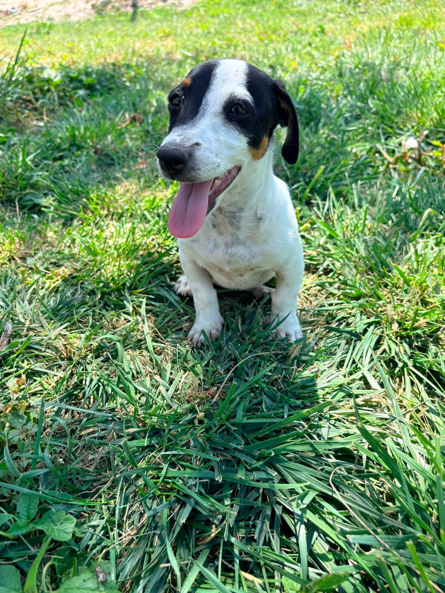 Jack Russell Terrier
