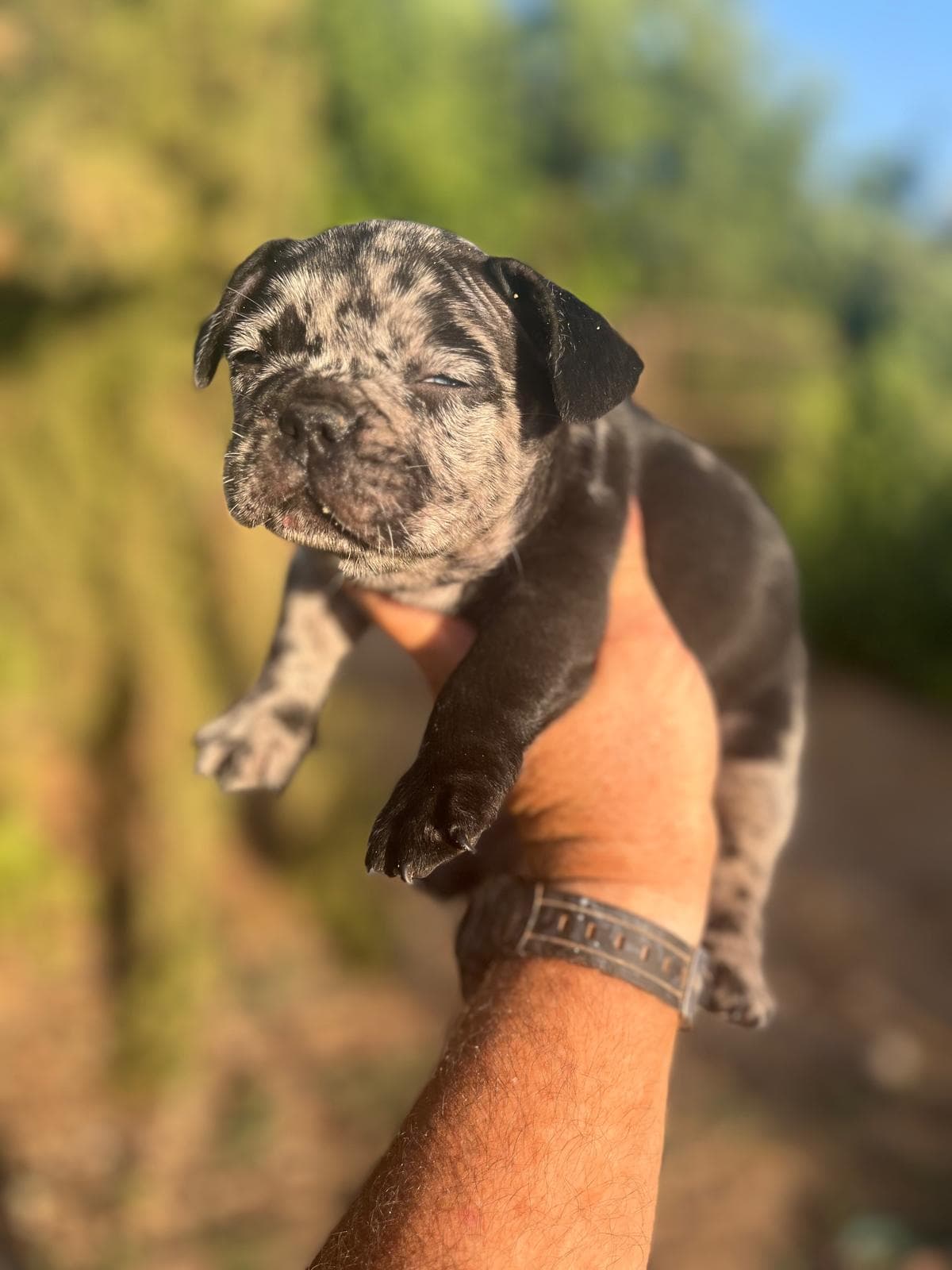 Bulldog frances merle black