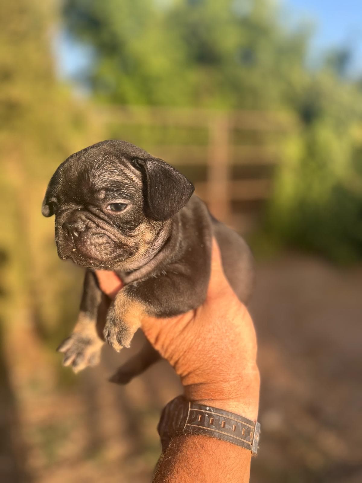 Bulldog Frances Black and Tan
