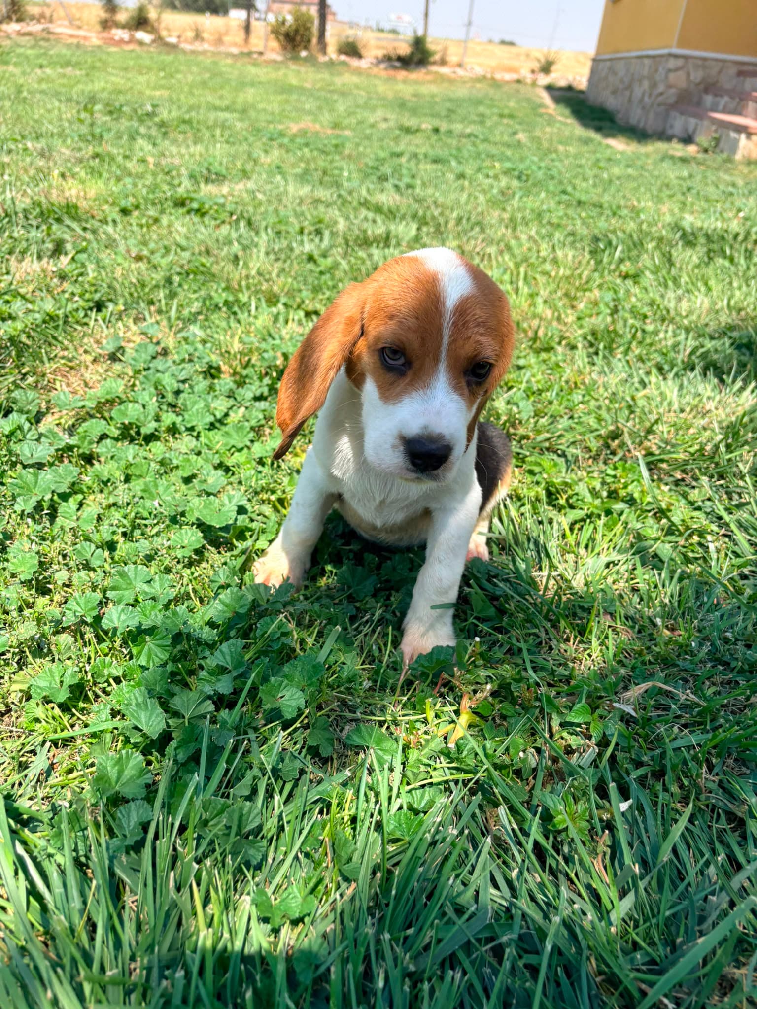 Cachorro Beagle