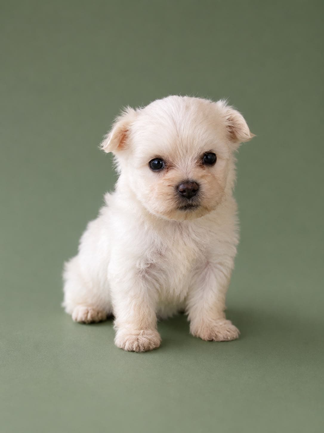 Cachorro macho de Bichon Maltes