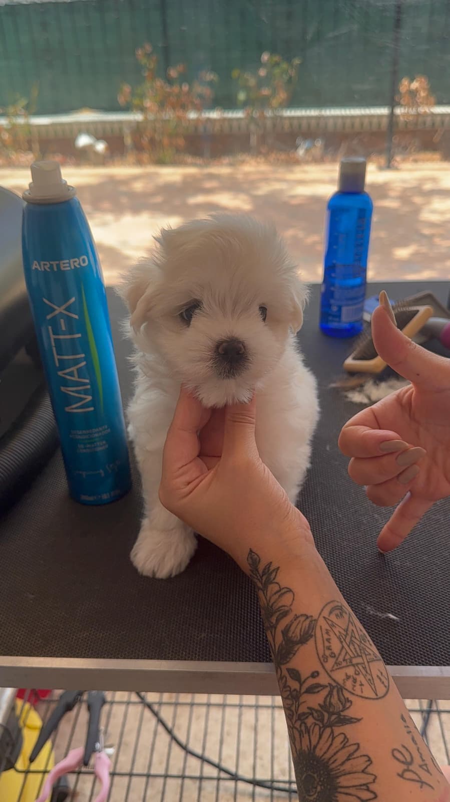 Macho Bichon Maltes linea coreana toy