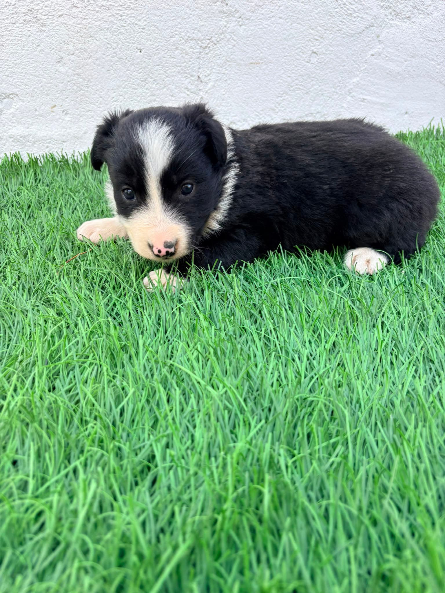 Cachorro de Border Collie hembra