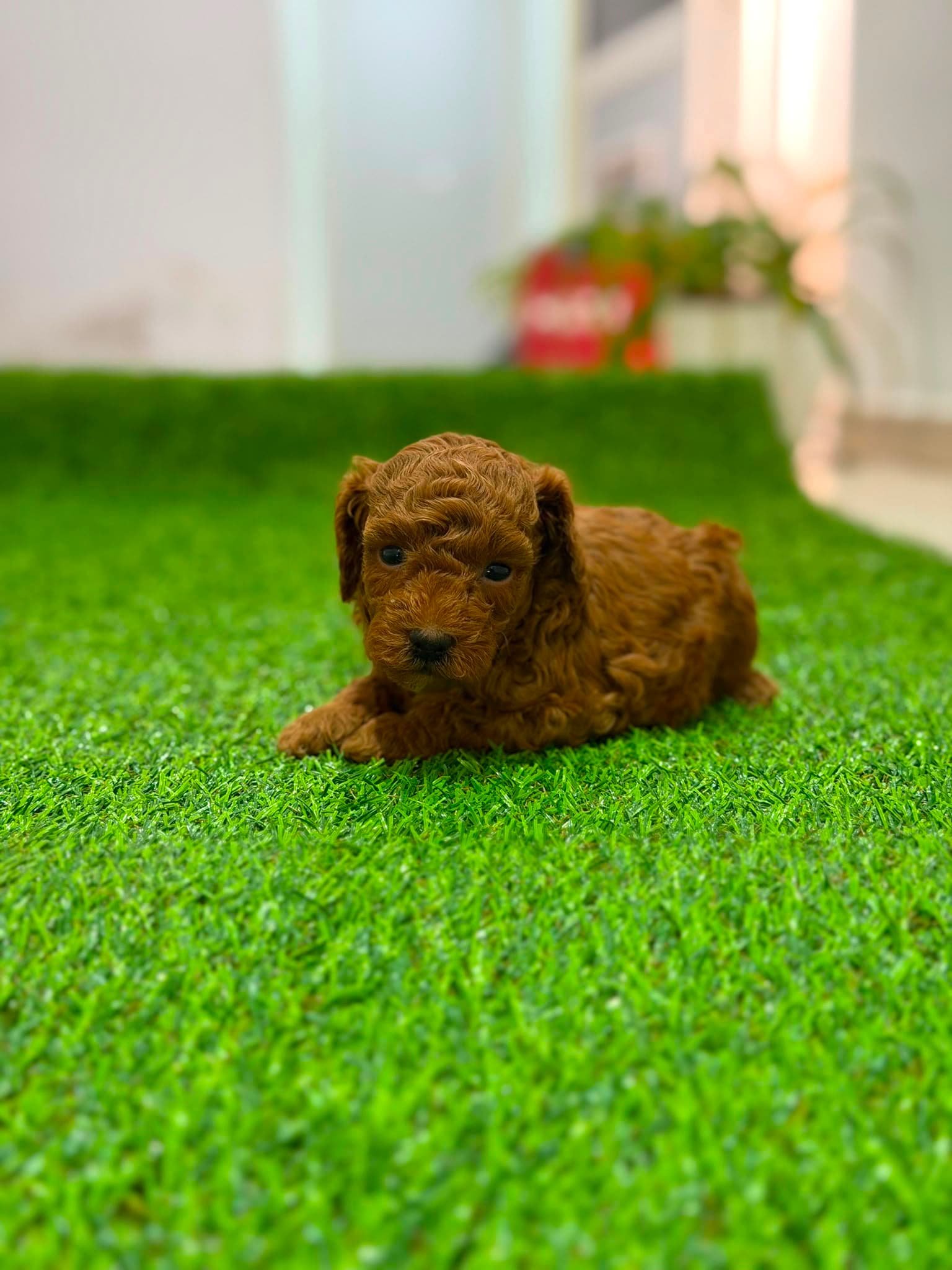 Cachorro de Caniche toy