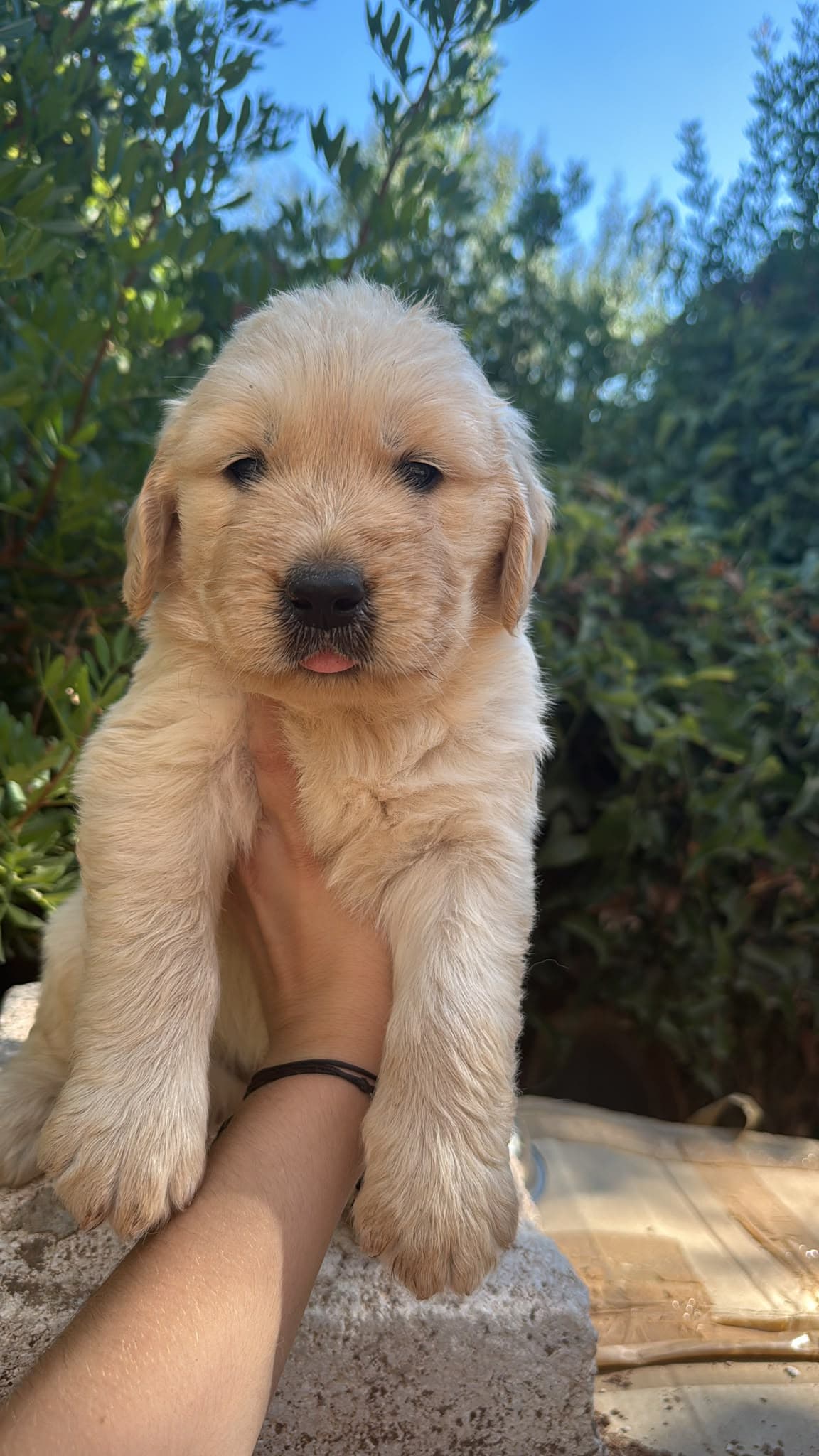 Cachorros de Golden Retriever