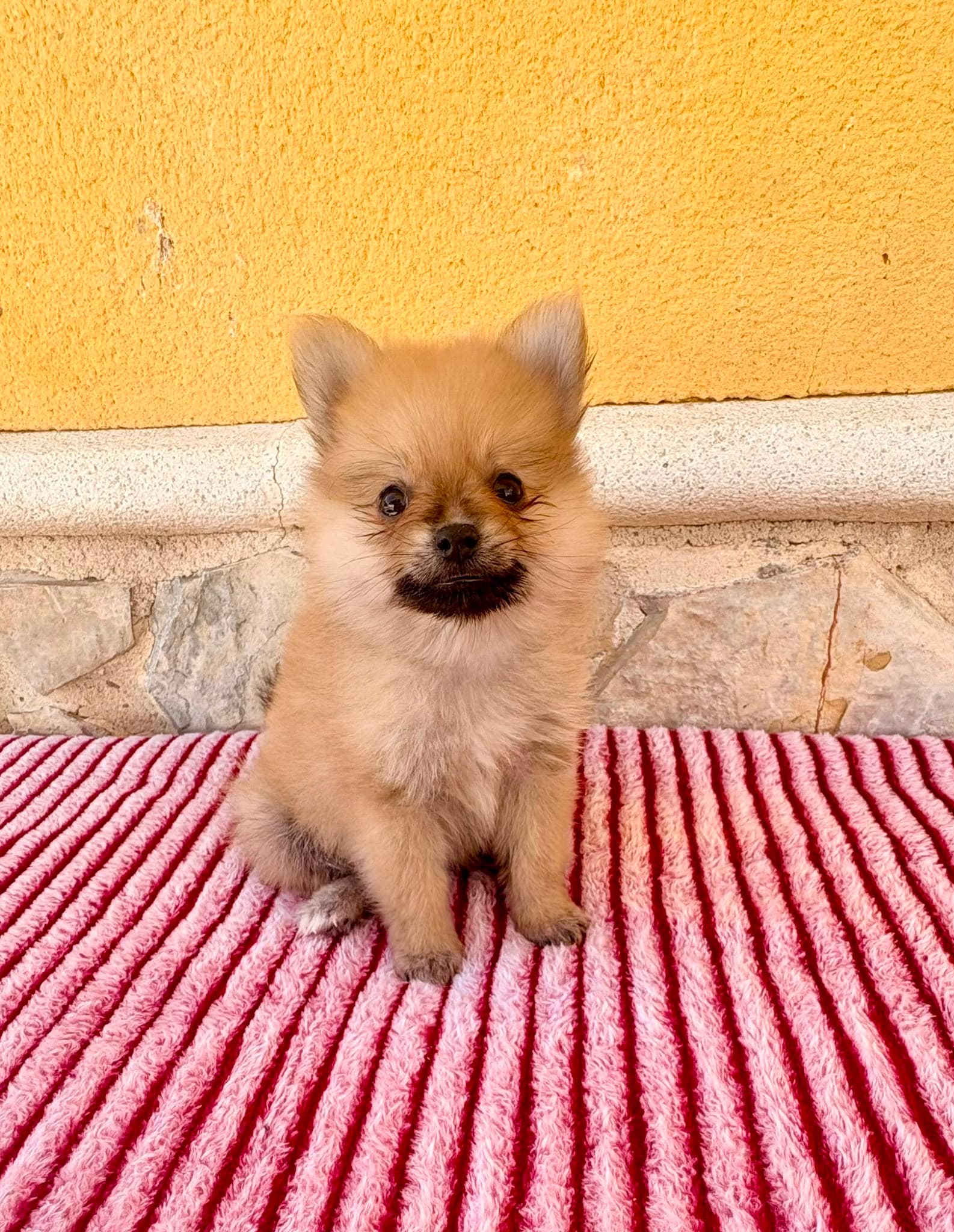 Cachorro de Pomerania toy hembra