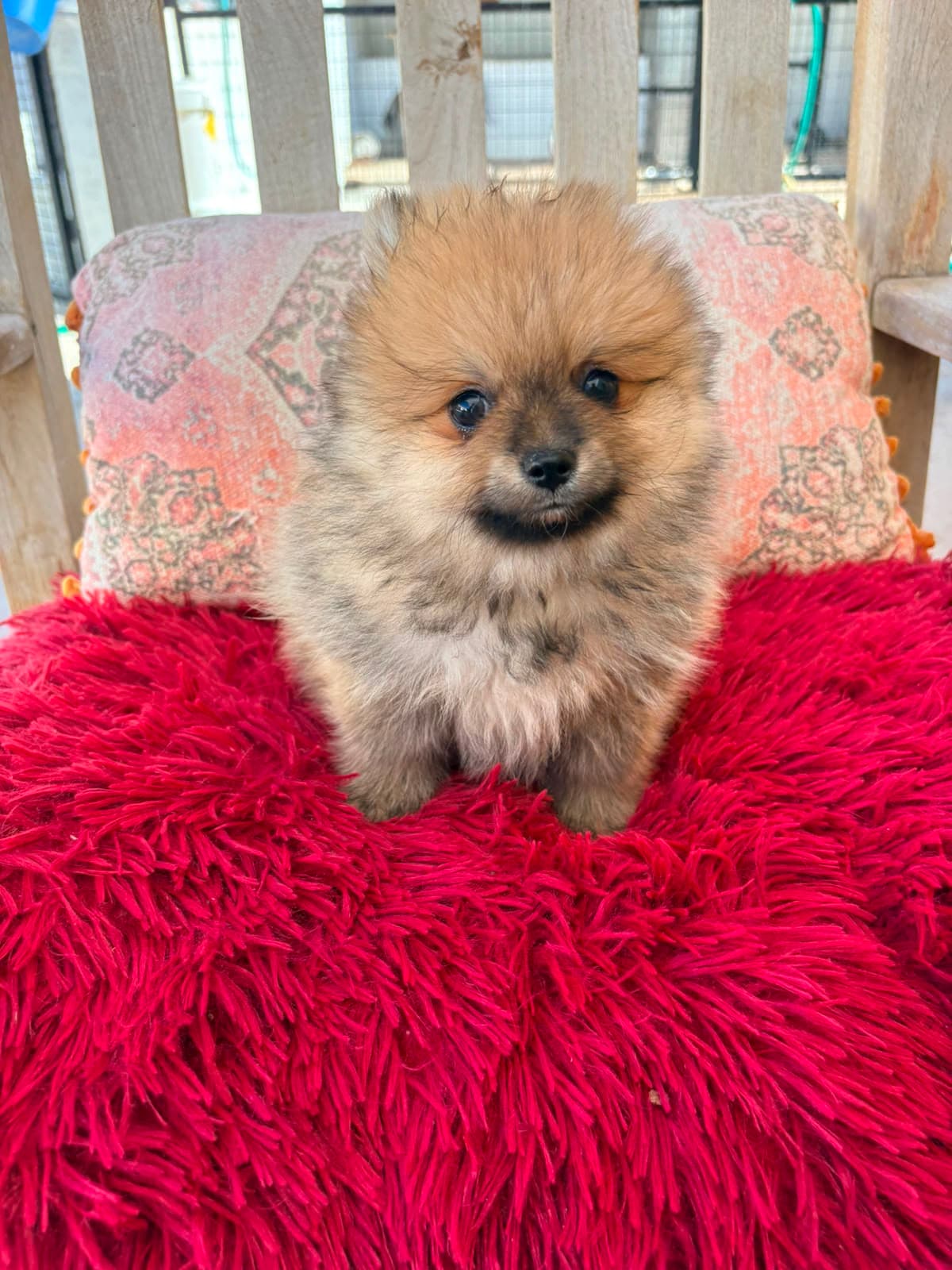 Cachorro macho de lulu Pomerania toy