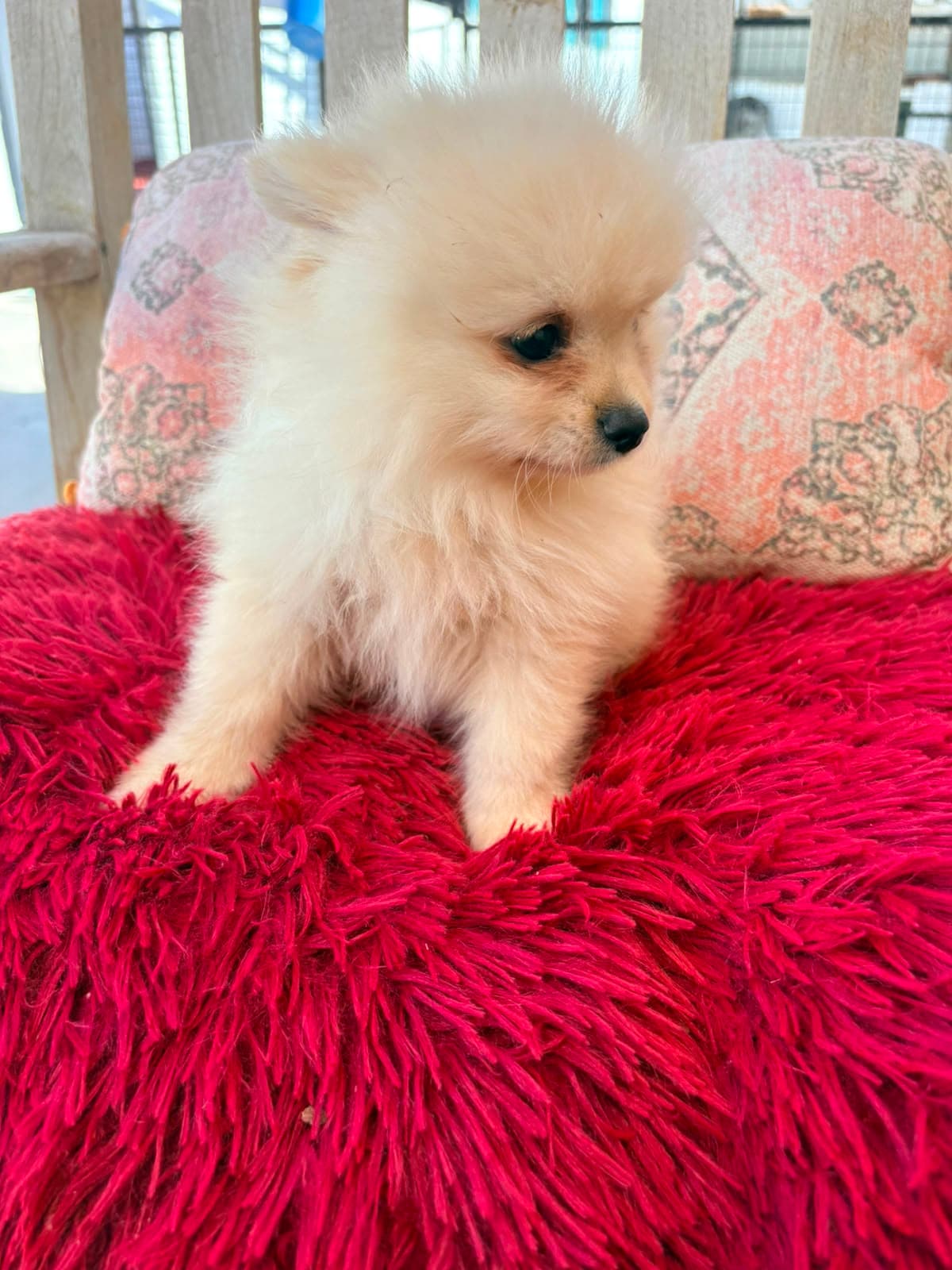 cachorro de Pomerania toy macho