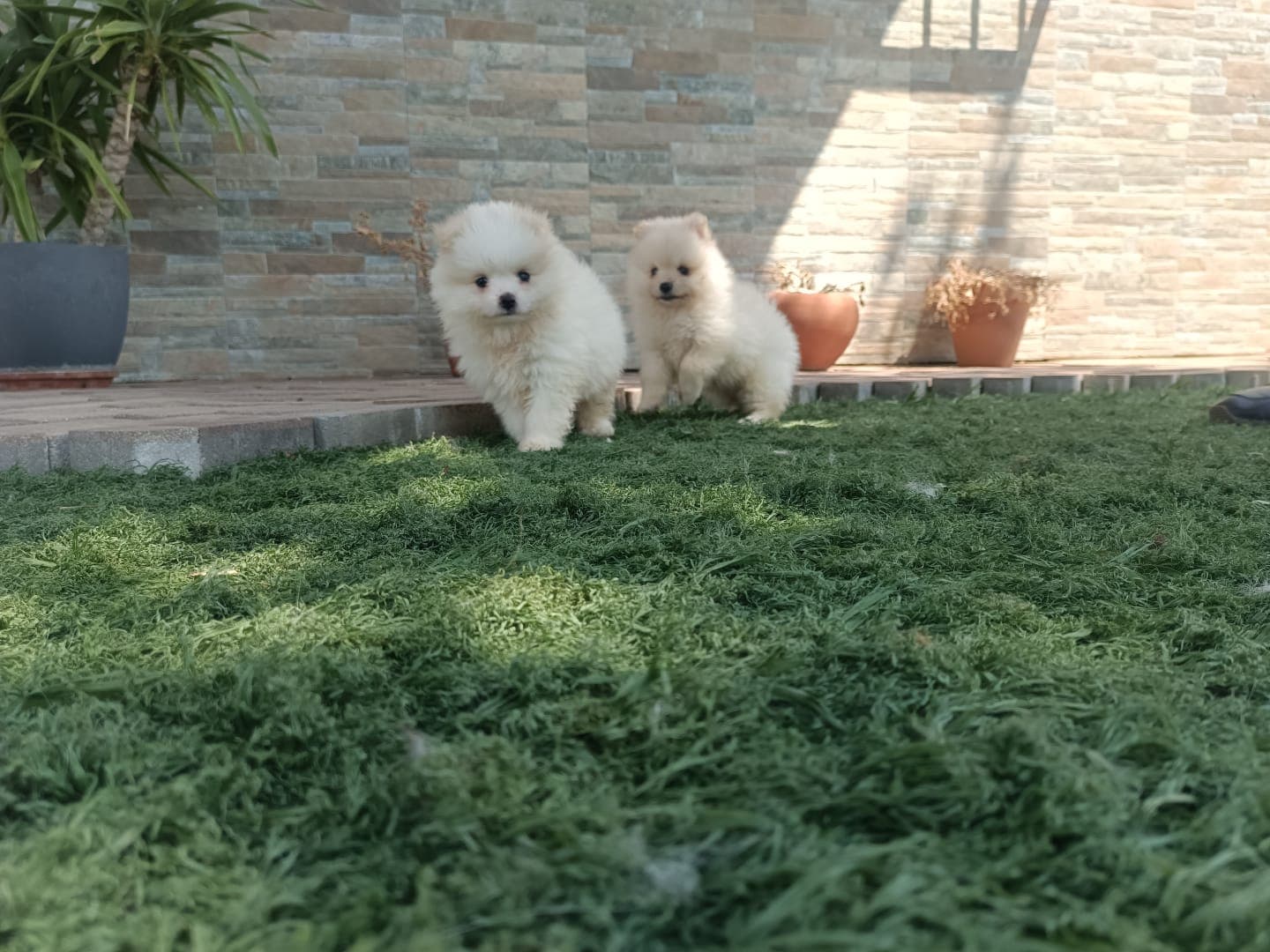 Cachorros de Pomerania Toy