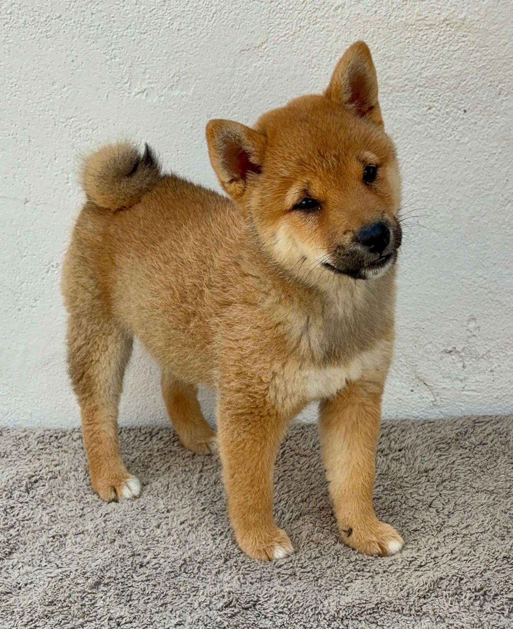 Cachorro de Shiba Inu hembra