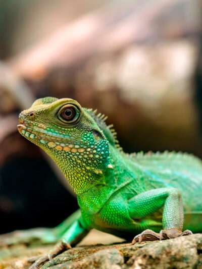 Reptiles