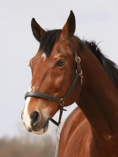 Caballos