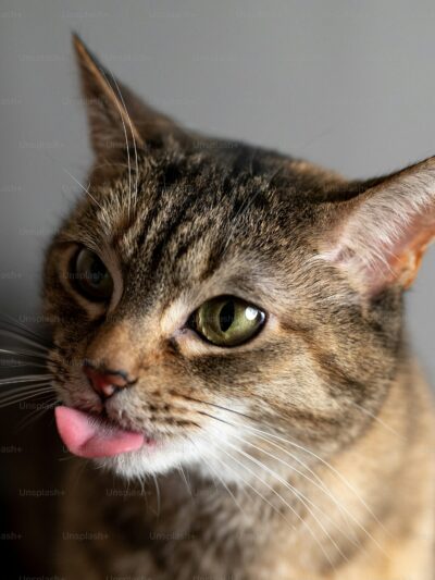 Gatos