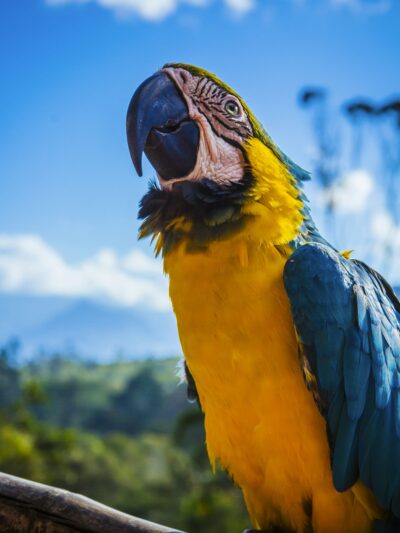 Pájaros