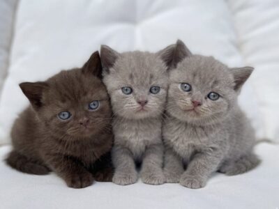 BRITISH SHORTHAIR LILAC
