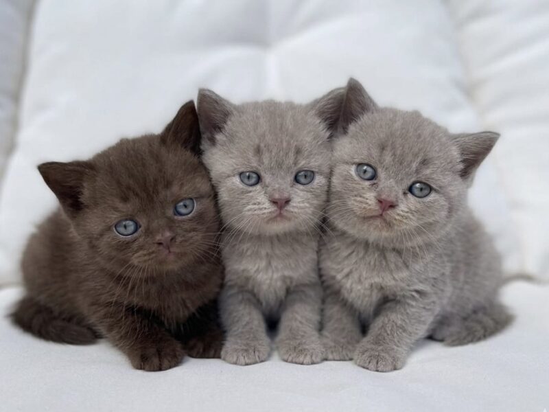 BRITISH SHORTHAIR LILAC
