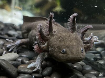 Ajolotes