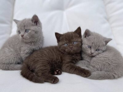 BRITISH SHORTHAIR LILAC