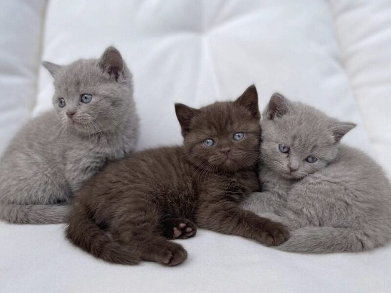 BRITISH SHORTHAIR LILAC