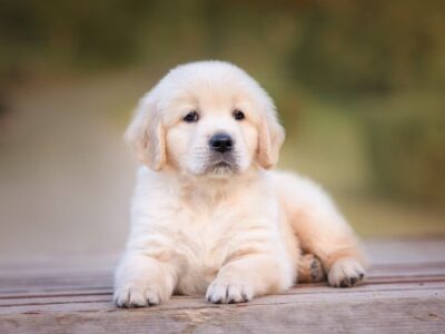 Cachorro Golden
