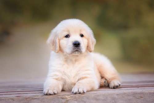 Cachorro Golden