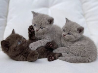 BRITISH SHORTHAIR LILAC